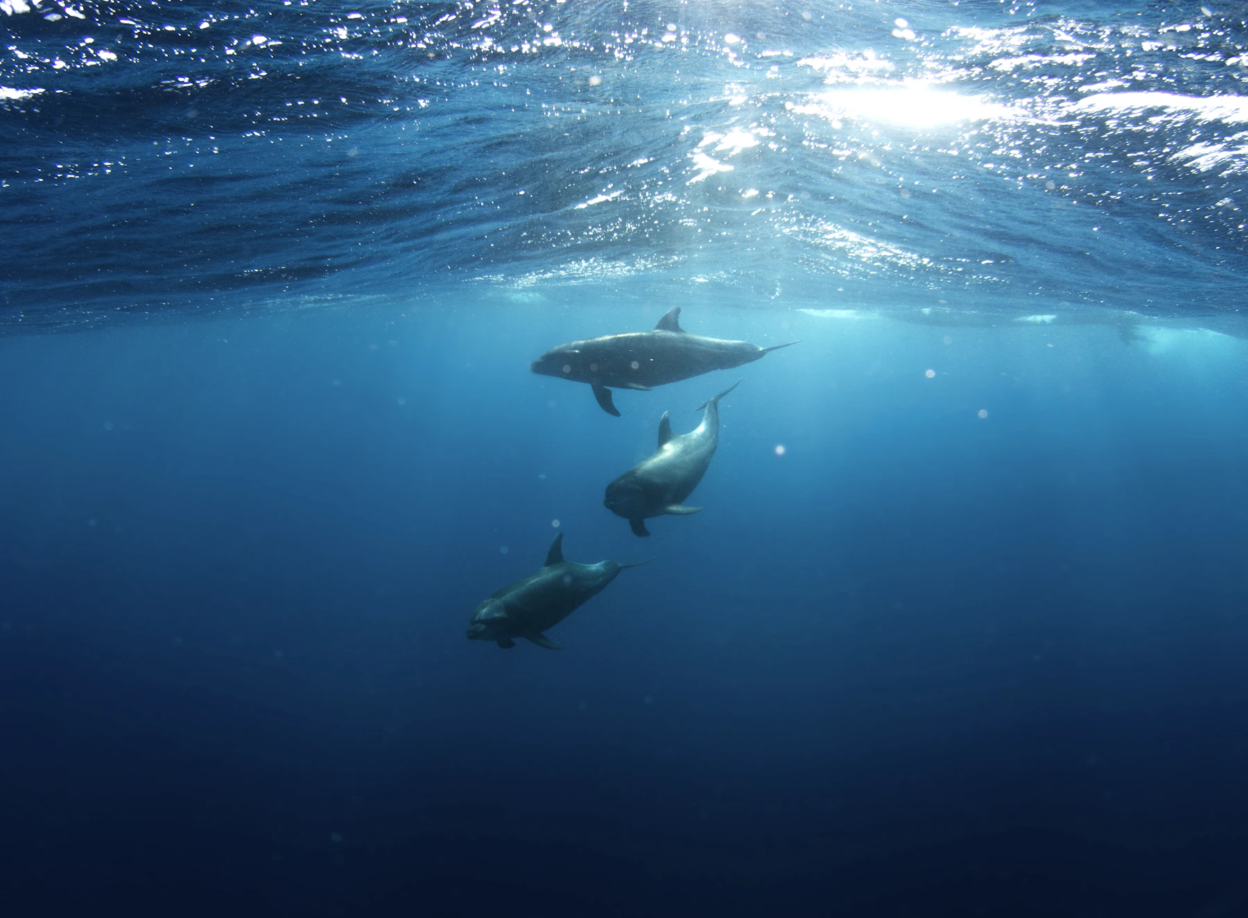 Three dolphins swimming beneath a sunlit sea surface
