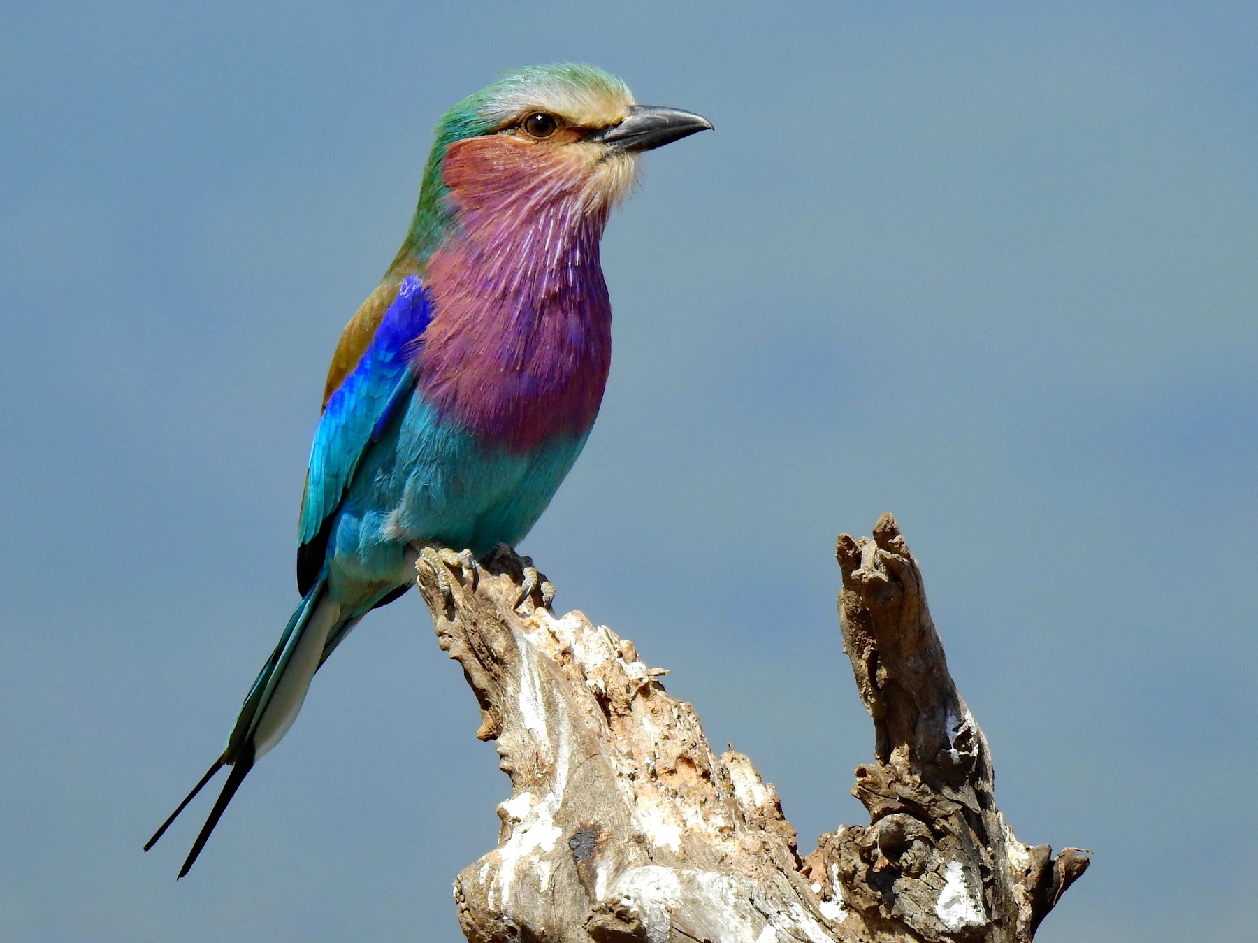 Lilac-breasted roller perched on a dead branch against a blue sky