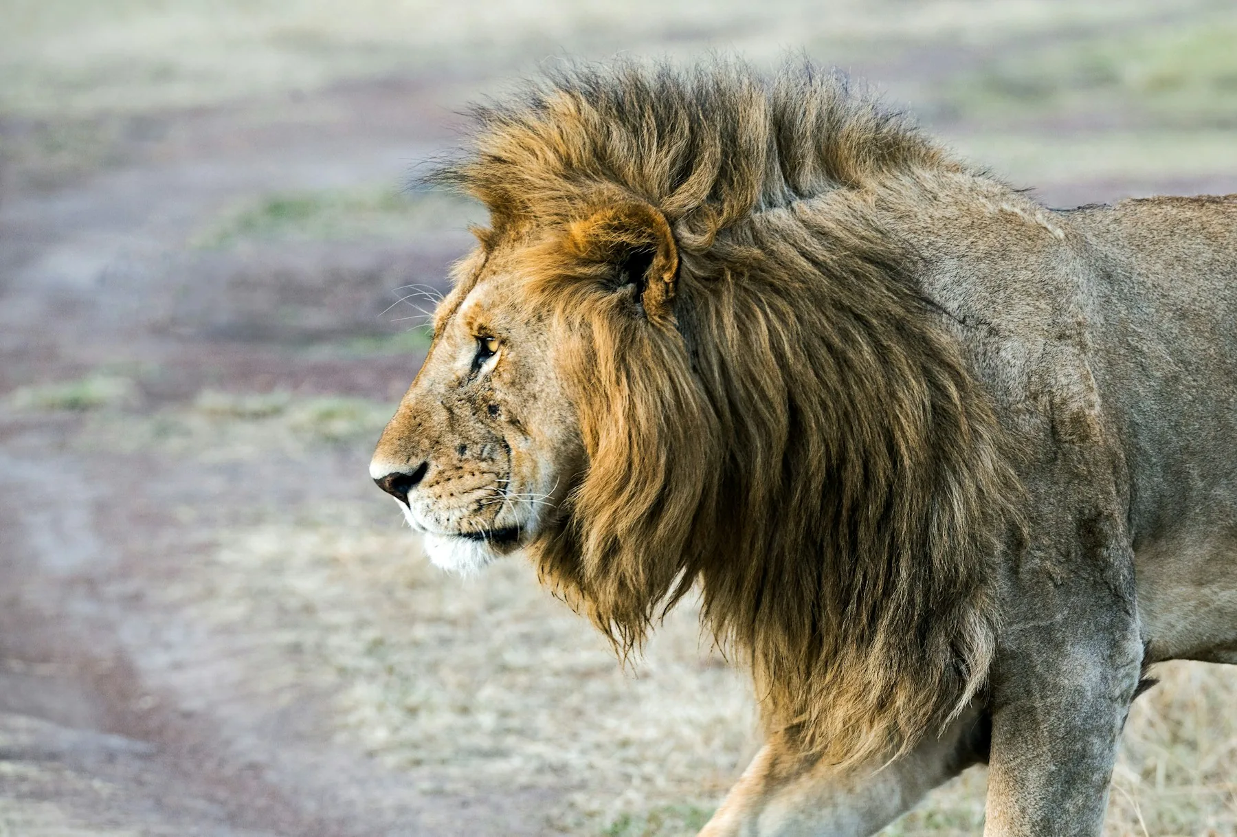 Adult male lion in profile walking across dry ground